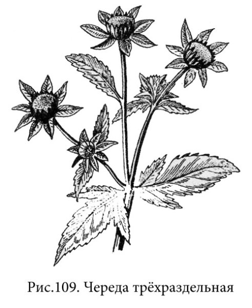 Череда трехраздельная лист