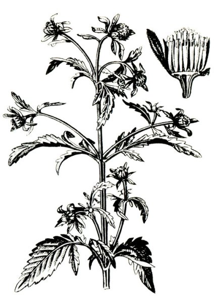 Рисунок листа череды трехраздельной