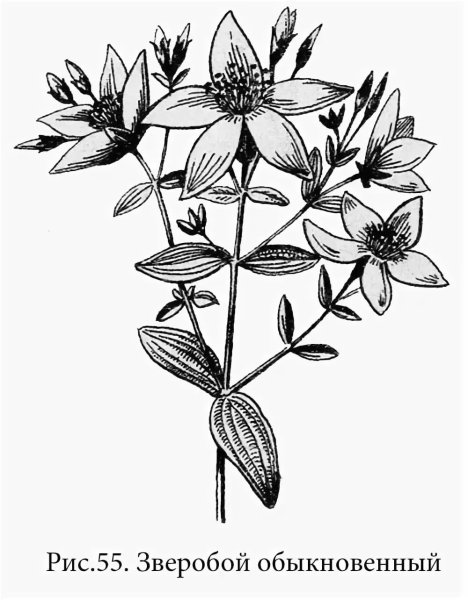 Череда трехраздельная плод