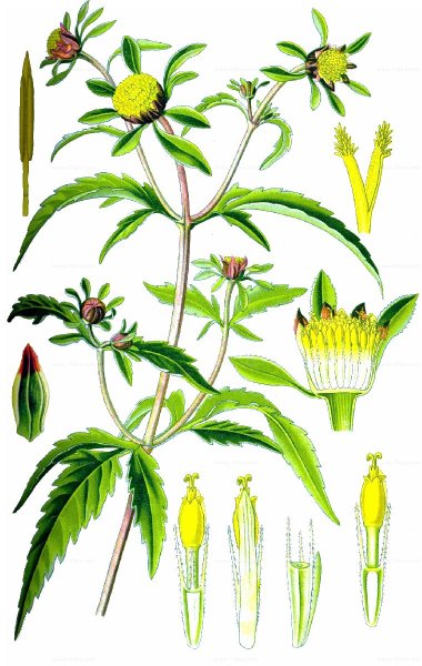 Трава череды рисунок