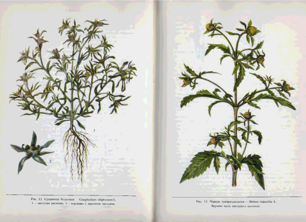 Семянка череды трехраздельной