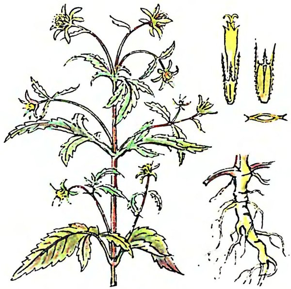 Череда трехраздельная гербарий