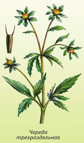 Череда трехраздельная Фармакогнозия