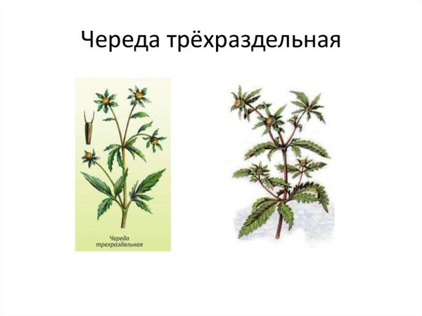 Череда трёхраздельная плод