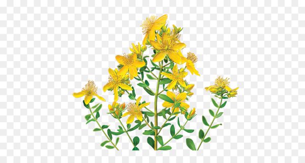 Череда трехраздельная трава