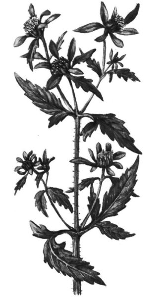 Череда трёхраздельная гидрофит