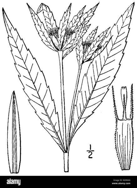 Зверобой продырявленный плод