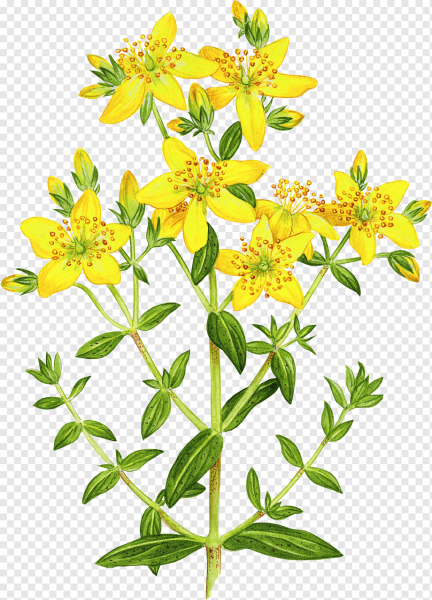 Эхинацея диаграмма цветка