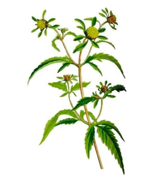 Эхинацея пурпурная раскраска