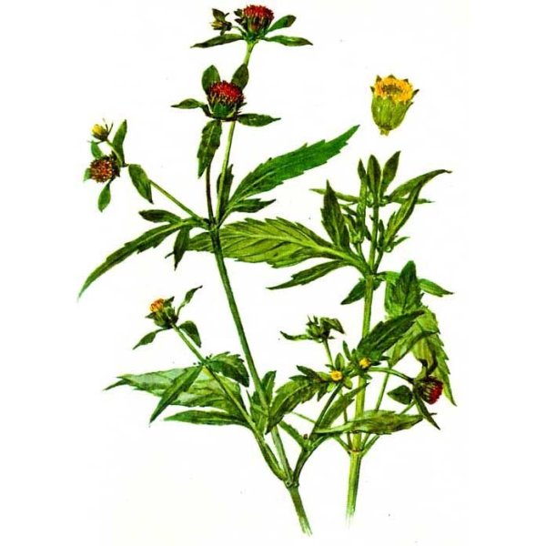 Зверобой полевой