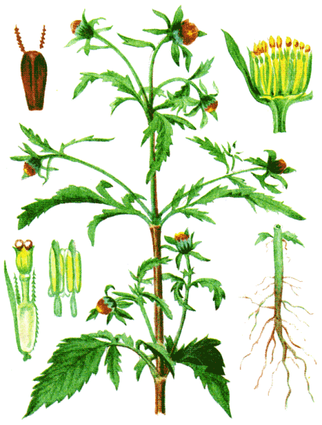 Череда раскраска