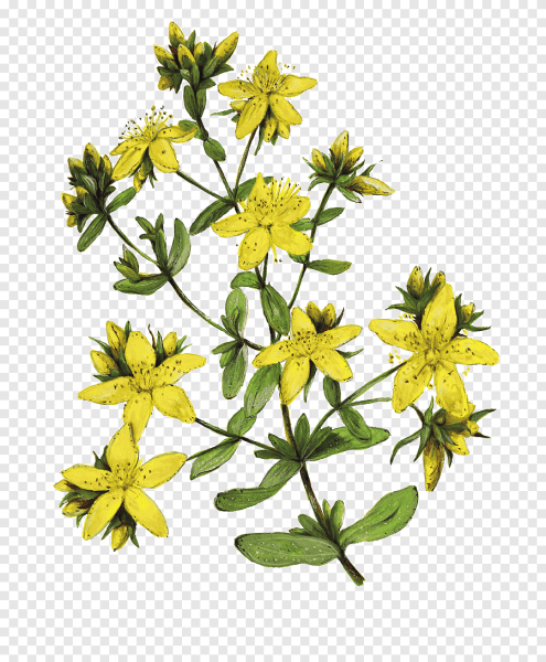 Череда трёхраздельная Фармакогнозия