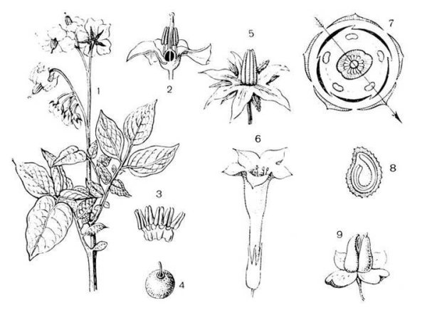 Череда трёхраздельная