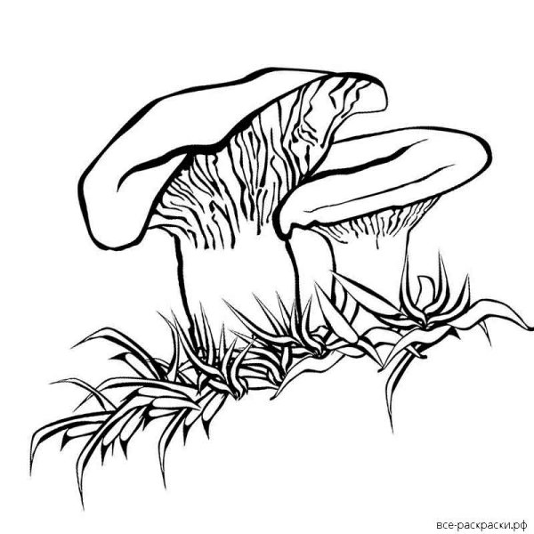 Гриб Лисичка раскраска для детей