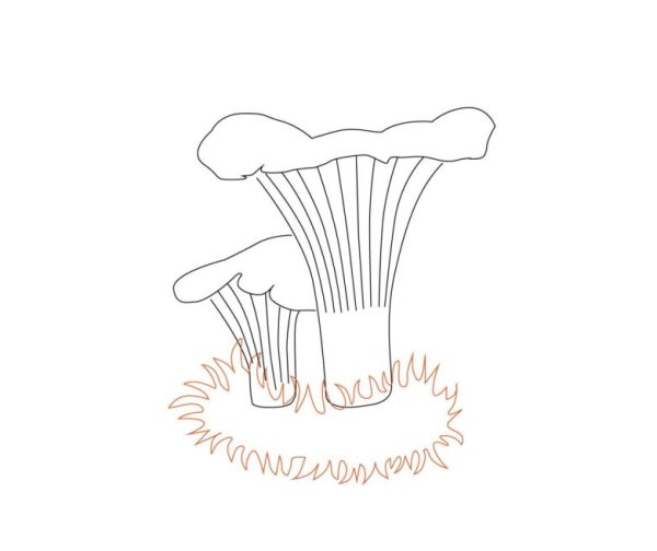 Лисичка гриб рисованый