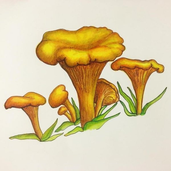 Рисунок гриба лисички карандашом для срисовки