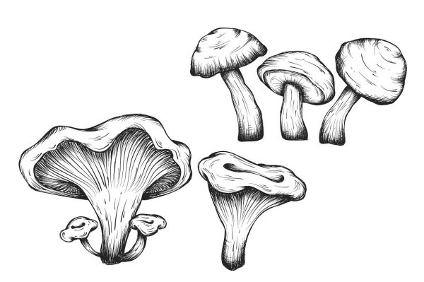 Гриб Лисичка раскраска для детей