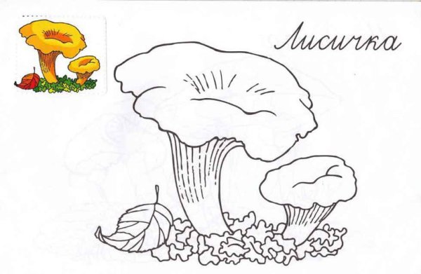 Гриб Лисичка раскраска