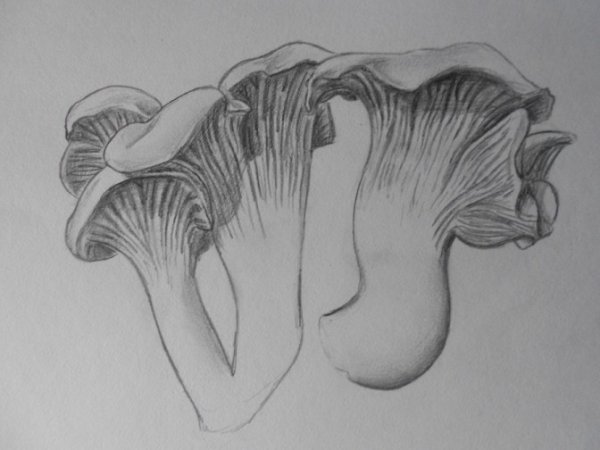 Ложная Лисичка рисунок