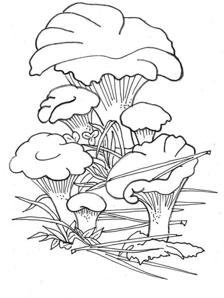 Лисичка гриб поэтапное рисование