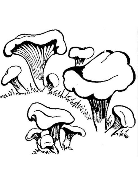 Гриб Лисичка карандашом