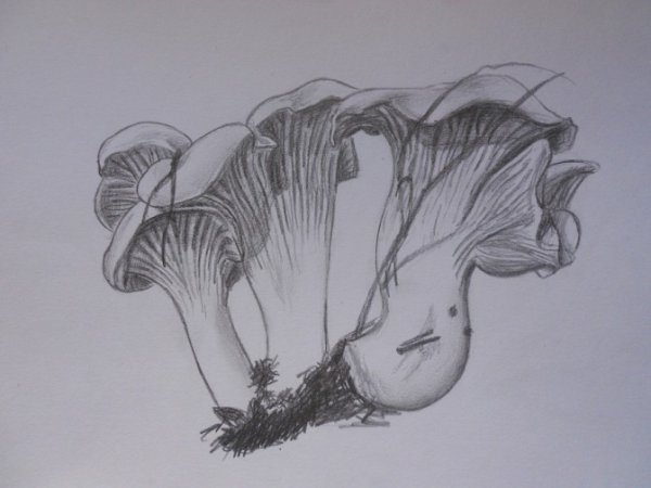 Гриб Лисичка поэтапно