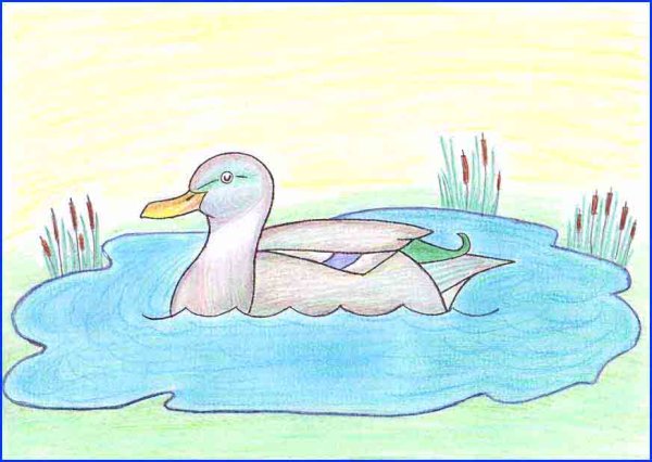 Утенок хромка пришвин