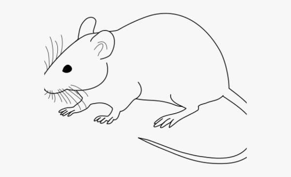 Белая крыса раскраска