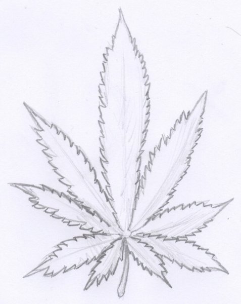 Лист конопли карандашом