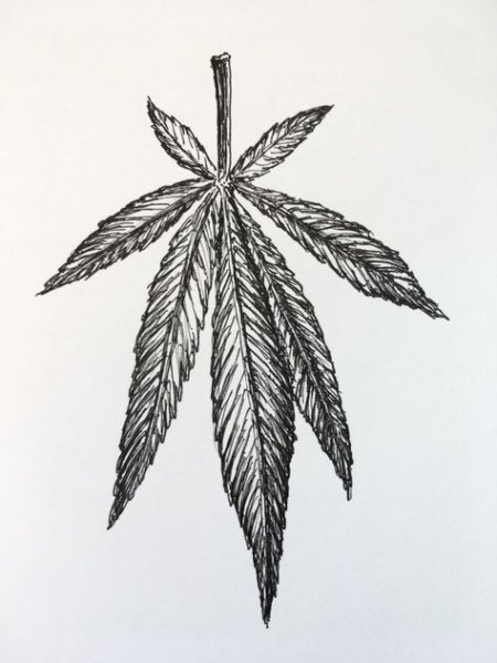 Конопля карандашом