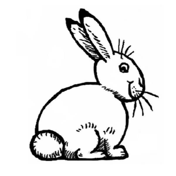 Кролик для срисовки