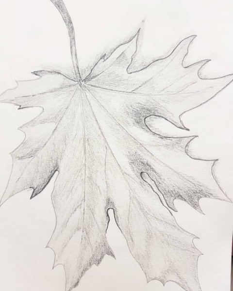 Ветка клена