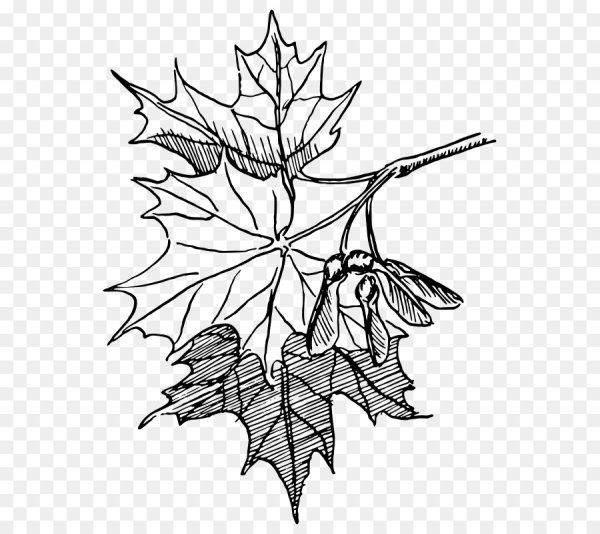 Клен рисунок