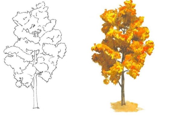 Кленовый лист карандашом