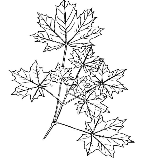 Кленовый лист раскраска