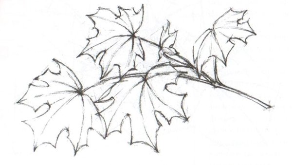 Нарисовать кленовый лист