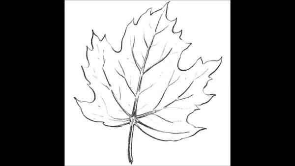 Кленовый листок раскраска