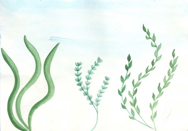 Водоросли карандашом