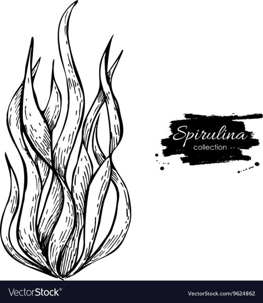 Водоросли Графика