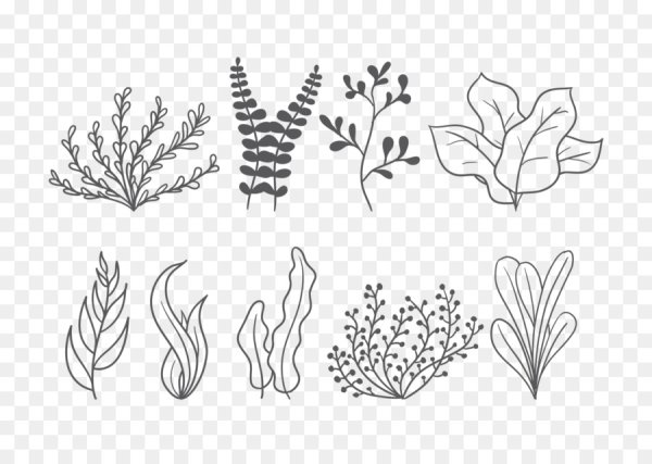 Водоросли в графике