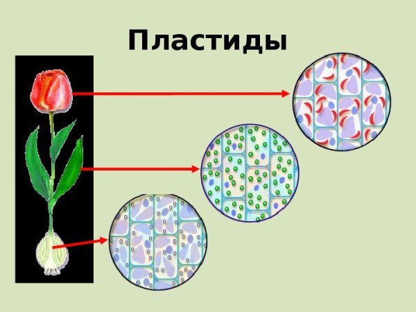 Пластиды хлоропласты строение