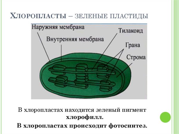 Схема строения хлоропласта растительной клетки