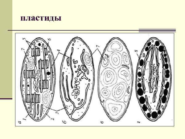 Хлоропласт, строение, органоиды на рисунке