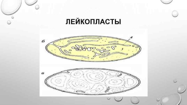 Строение пластид в клетке хлоропласты