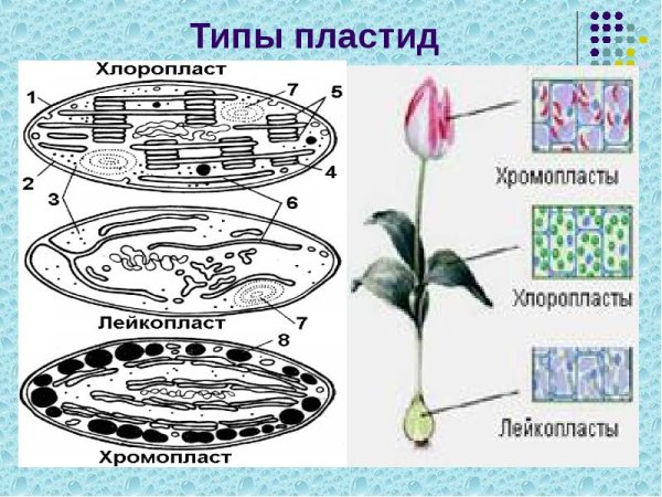 Пластиды схематический рисунок