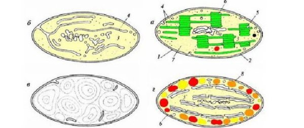 Лейкопласты строение рисунок