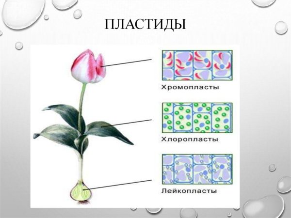 Пластиды ЕГЭ