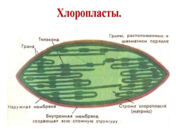 Хромопласты строение