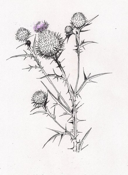 Расторопша пятнистая