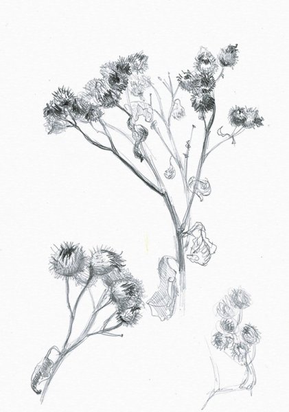 Наброски растений